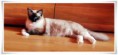 /album/kitty/kitty-2014090502-jpg/